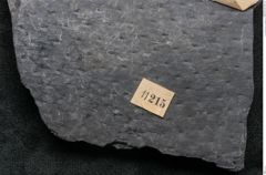 Foto (Detailansicht) von Sigillaria sp. (NHMW-GEO-2024-0188-11215)